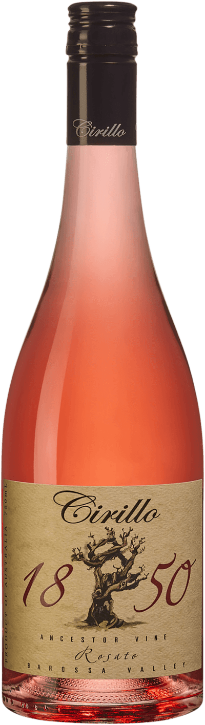 1850 Ancestor Vine Rosato Cirillo Estate 2025